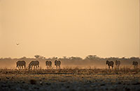 Zebra, Etosha NP, Namibia -  Zèbres  15140