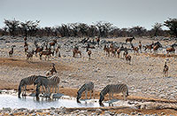 Zebras at waterhole, Etosha NP, Namibia -  Zèbres au point d'eau  15143