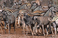 Zebras at waterhole, Etosha NP, Namibia -  Zèbres au point d'eau   15144
