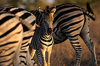 Zebra, Kruger NP, S. Africa - Zèbre  15146