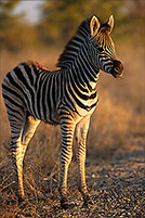 Zebra foal, Kruger NP, S. Africa - Poulain de zèbre  15147