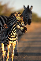 Zebra foal, Kruger NP, S. Africa - Poulain de zèbre  15150