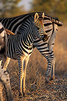 Zebra foal, Kruger NP, S. Africa - Poulain de zèbre  15151