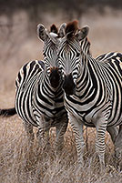 Zebra, Kruger NP, S. Africa - Zèbres  15154