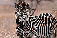 Zebra, Kruger NP, S. Africa - Zèbre  15155