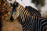 Zebra, Kruger NP, S. Africa -  Zèbre  15159