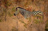 Zebra, Kruger NP, S. Africa - Zèbre  15163