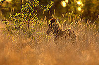 Zebra, Kruger NP, S. Africa -  Zèbre  15164