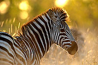 Zebra, Kruger NP, S. Africa -  Zèbre  15161