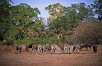 Zebra, Kruger NP, S. Africa - ZÃ¨bre  15167