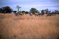 Zebra, Kruger NP, S. Africa - Zèbre  15168