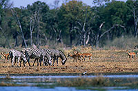 Zebras at waterhole, Moremi, Botswana -  Zèbres au point d'eau  15170
