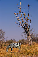 Zebra, Moremi reserve, Botswana -  Zèbre et arbre mort 15171