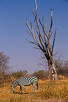 Zebra, Moremi reserve, Botswana - Zèbre et arbre mort 15171 Zebra, Moremi reserve, Botswana - Zèbre et arbre mort 15171