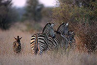 Zebra, Kruger NP, S. Africa - Zèbre  15172
