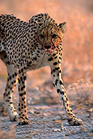 Cheetah after successful hunt, Etosha, Namibia - GuÃ©pard aprÃ¨s la chasse  14488
