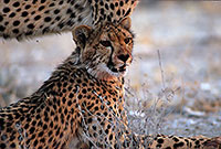 Cheetahs after successful hunt, Etosha, Namibia - Guépards 14489