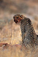 Cheetah near kill, Etosha, Namibia - GuÃ©pard et sa proie 14490