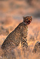 Cheetah near kill, Etosha, Namibia - GuÃ©pard et sa proie 14491