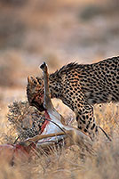 Cheetah near kill, Etosha, Namibia - GuÃ©pard et sa proie 14492