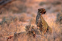 Cheetahs near kill, Etosha, Namibia - Guépards et leur proie 14493