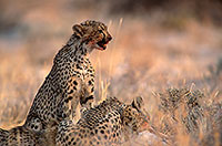 Cheetahs near kill, Etosha, Namibia - Guépards et leur proie 14495
