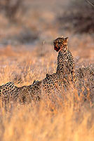 Cheetahs near kill, Etosha, Namibia - Guépards et leur proie 14498