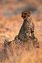 Cheetahs near kill, Etosha, Namibia - Guépards et leur proie 14500