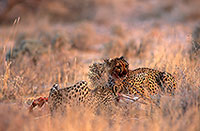 Cheetahs near kill, Etosha, Namibia - Guépards et leur proie 14496