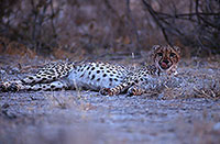 Cheetah after meal, Etosha, Namibia - GuÃ©pard aprÃ¨s repas 14504
