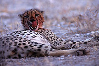 Cheetah after meal, Etosha, Namibia - GuÃ©pard aprÃ¨s repas 14509