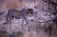 Cheetah, Etosha, Namibia - Guépard, Namibie 14506