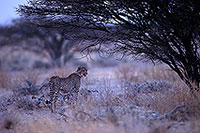 Cheetah, Etosha, Namibia - Guépard, Namibie 14507