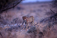 Cheetah, Etosha, Namibia - Guépard, Namibie 14510