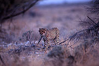 Cheetah, Etosha, Namibia - Guépard, Namibie 14510 Cheetah, Etosha, Namibia - Guépard, Namibie 14510