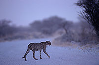 Cheetah, Etosha, Namibia - Guépard, Namibie 14512