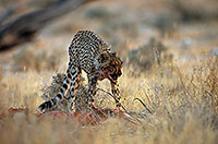 Cheetah near kill, Etosha, Namibia - GuÃ©pard et sa proie 14497