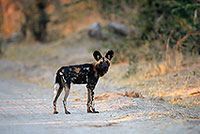 Wild Dog, Moremi Game Reserve, Botswana - Lycaon  14549