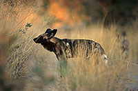 Wild Dog, Moremi Game Reserve, Botswana - Lycaon  14550