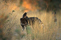 Wild Dog, Moremi Game Reserve, Botswana - Lycaon  14551