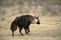 Brown hyaena, S. Africa, Kalahari Gemsbok Park -  HyÃ¨ne brune  14771
