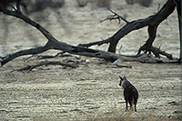 Brown hyaena, S. Africa, Kalahari Gemsbok Park -  HyÃ¨ne brune  14773