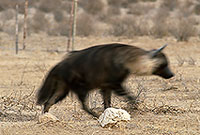 Brown hyaena, S. Africa, Kalahari Gemsbok Park -  Hyène brune  14775