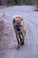 Spotted Hyaena, S. Africa, Kruger NP -  HyÃ¨ne tachetÃ©e  14783