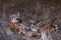 Spotted Hyaena, S. Africa, Kruger NP -  Hyène tachetée  14787