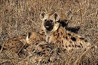 Spotted Hyaena, S. Africa, Kruger NP -  Hyène tachetée  14792