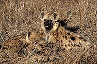 Spotted Hyaena, S. Africa, Kruger NP - Hyène tachetée 14792 Spotted Hyaena, S. Africa, Kruger NP - Hyène tachetée 14792