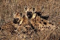 Spotted Hyaena, S. Africa, Kruger NP -  Hyène tachetée  14793