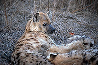Spotted Hyaena, S. Africa, Kruger NP -  Hyène tachetée  14794