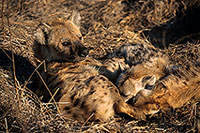 Spotted Hyaena, S. Africa, Kruger NP -  Hyène tachetée  14795